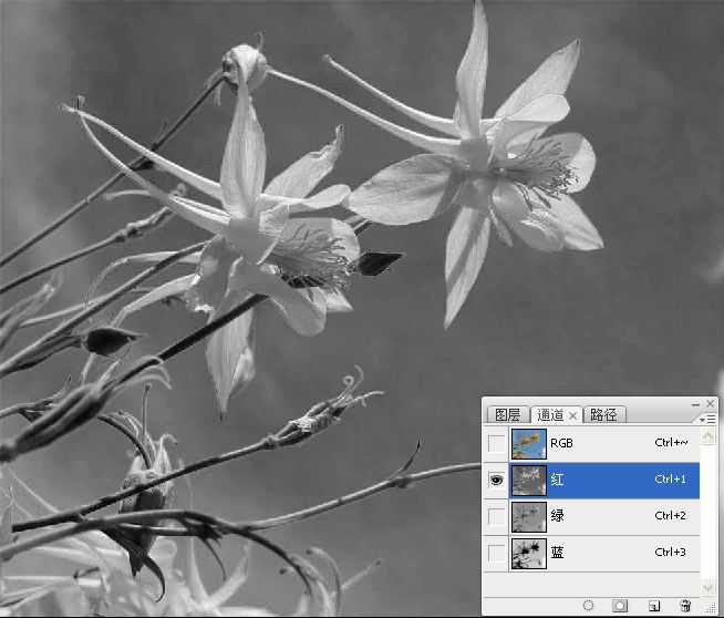 Photoshop巧用颜色通道将花卉从背景分离