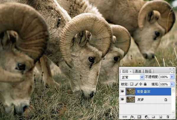 photoshop锐化技术知识学习