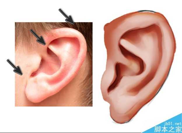 PS绘制一只逼真写实的耳朵