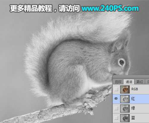 Photoshop用通道抠图快速抠出毛茸茸的小松鼠教程