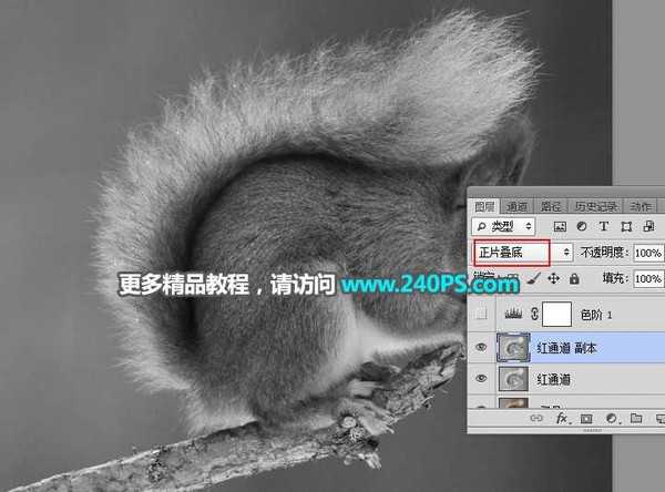 Photoshop用通道抠图快速抠出毛茸茸的小松鼠教程